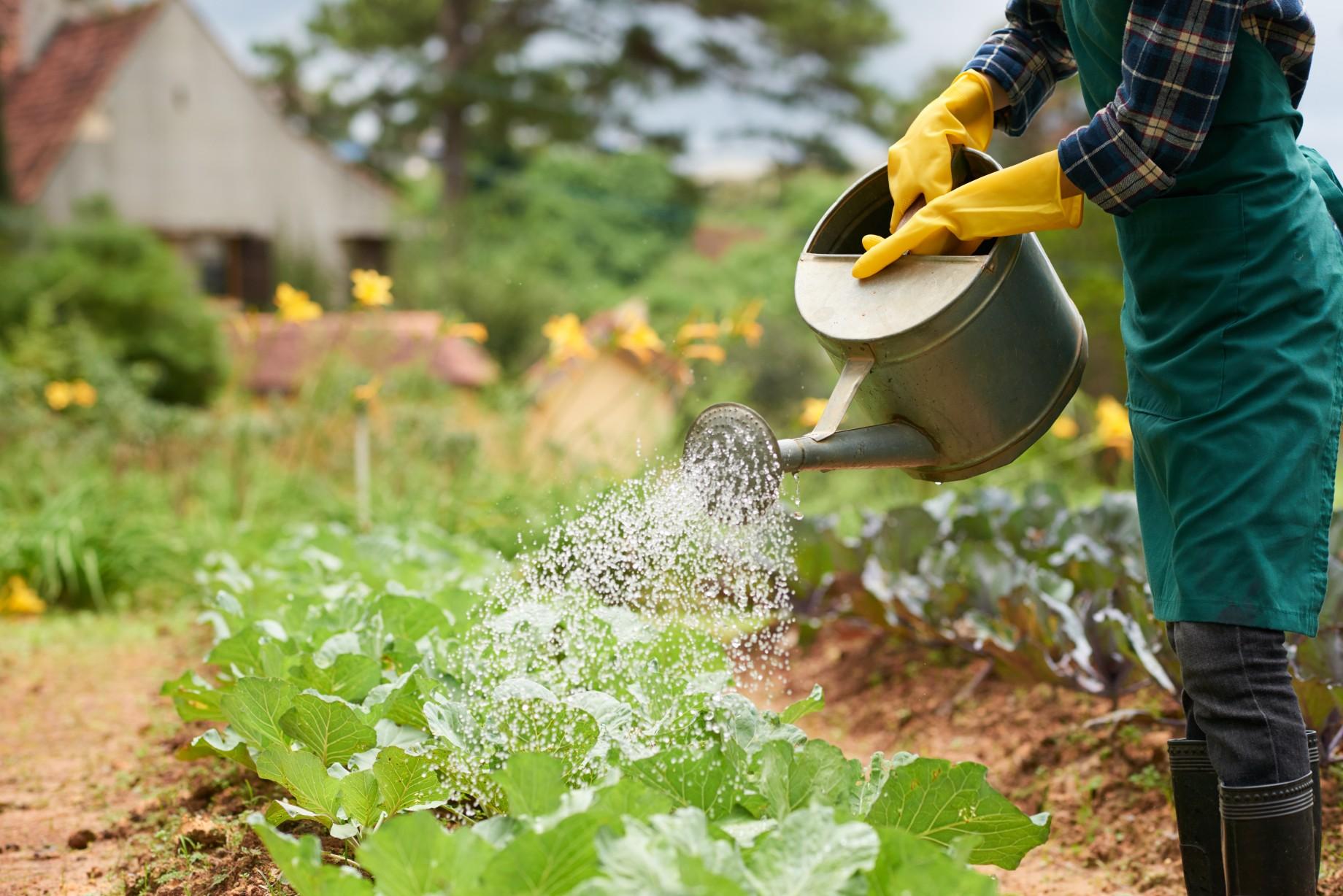 Afforestation & Water Management